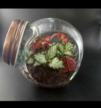 Load image into Gallery viewer, Mini's