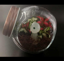 Load image into Gallery viewer, Mini's