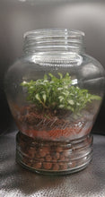 Load image into Gallery viewer, Memory Jar Terrarium