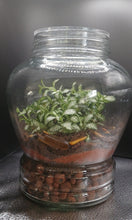 Load image into Gallery viewer, Memory Jar Terrarium