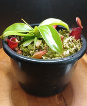 Load image into Gallery viewer, Nepenthes