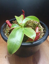 Load image into Gallery viewer, Nepenthes