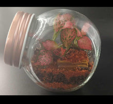 Load image into Gallery viewer, Mini's