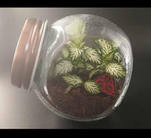 Load image into Gallery viewer, Mini's