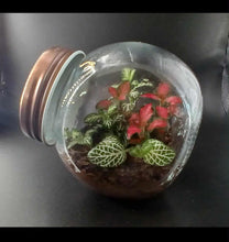 Load image into Gallery viewer, Mini's