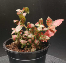 Load image into Gallery viewer, Nerve Plants
