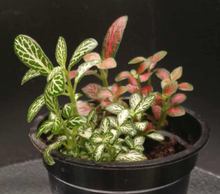 Load image into Gallery viewer, Nerve Plants
