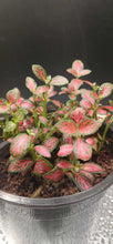 Load image into Gallery viewer, Nerve Plants
