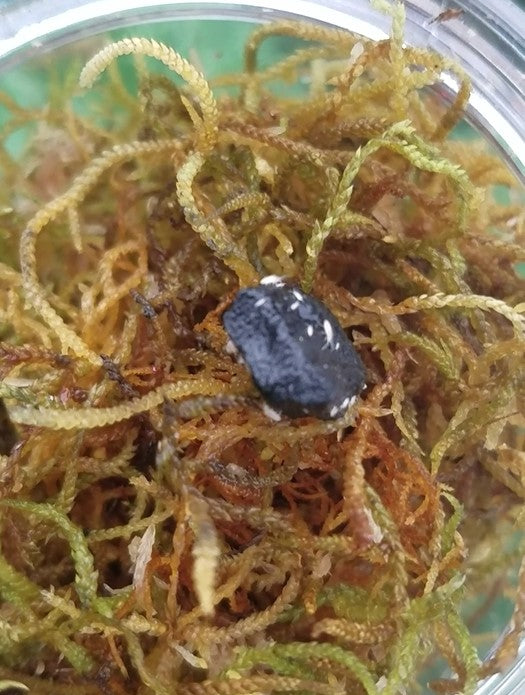 Springtails - The clean up crew Last postage day for 2025 for springtails Wednesday 10 December. Pick up still available